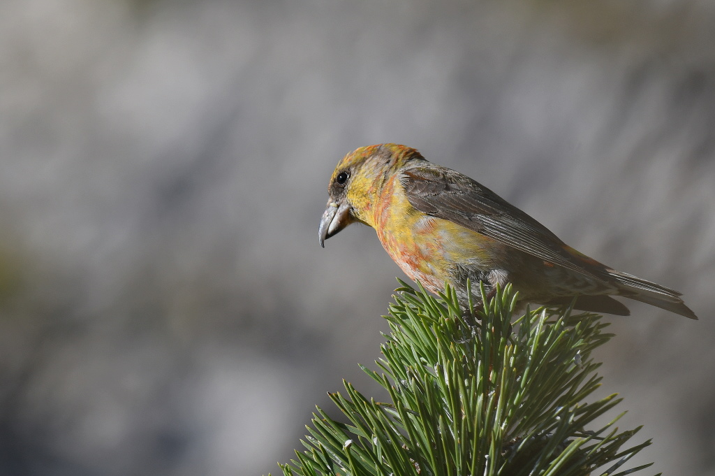 DSC_0183.JPG