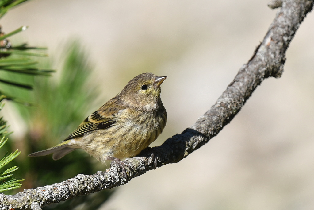 DSC_0161.JPG