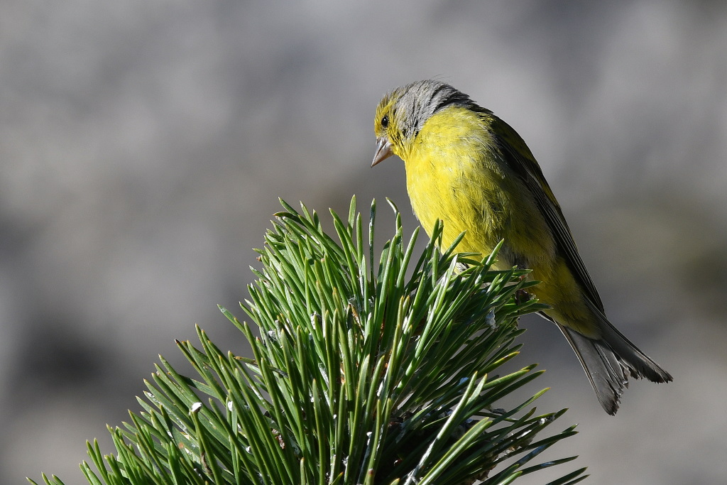 DSC_0176.JPG