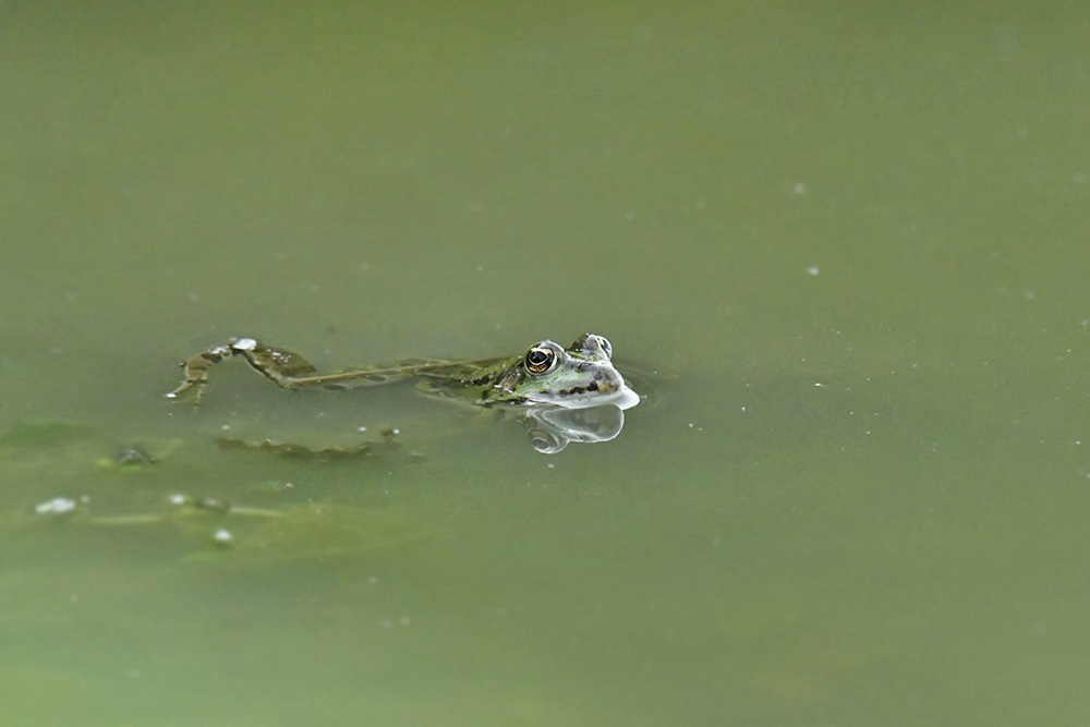 grenouille_verte.jpg