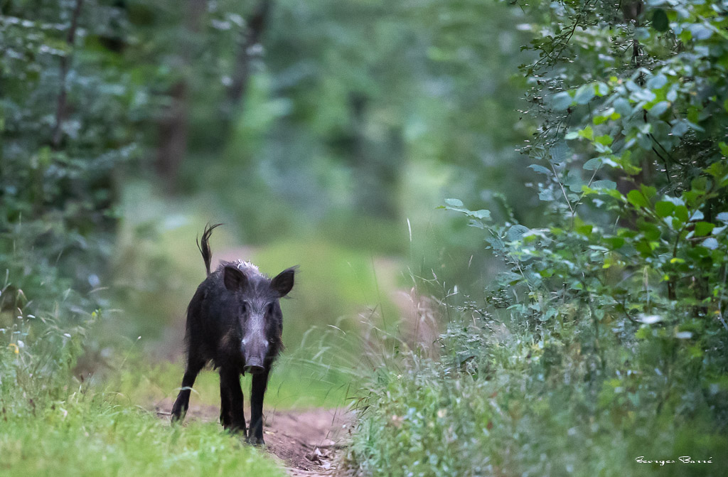 Sanglier (Sus scrofa) Wild boar-96.jpg