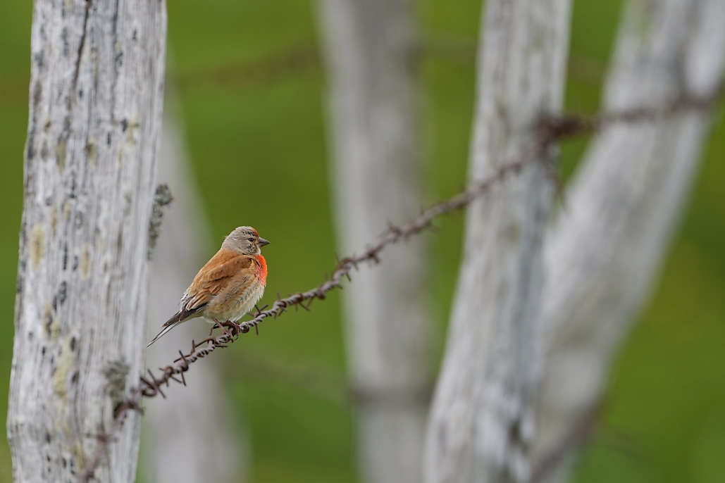 DSC_6001_DxO.jpg