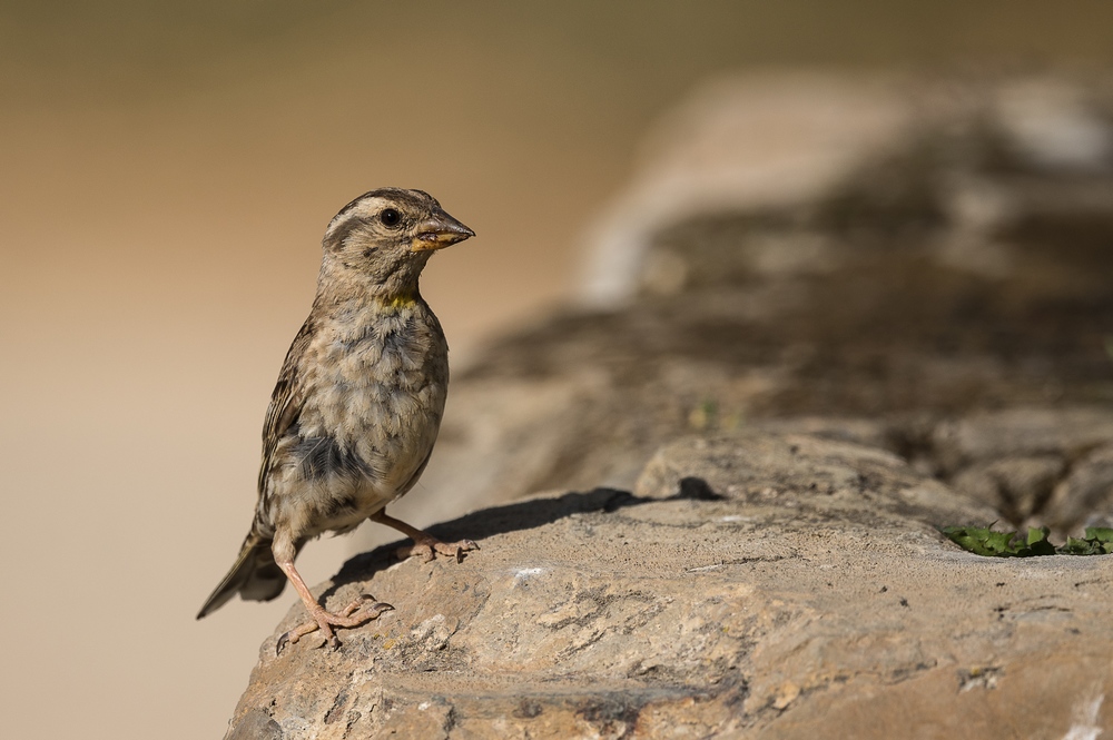 D85_9487-1IN.jpg