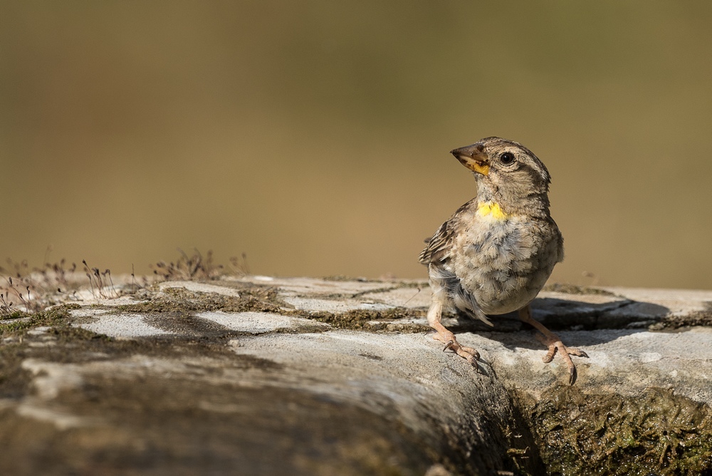 D85_9517-1IN.jpg
