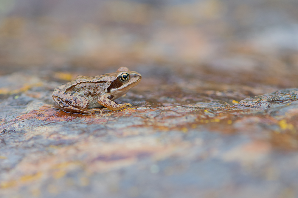96-Grenouille rousse juvénile.jpg