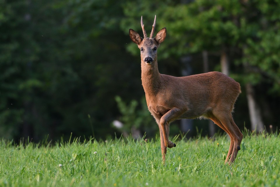 DSC_7235_00001.JPG