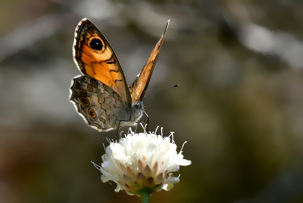 DSC_0384.JPG