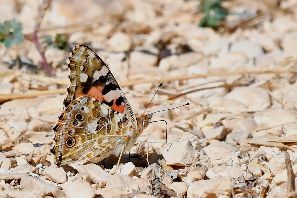 DSC_0485.JPG