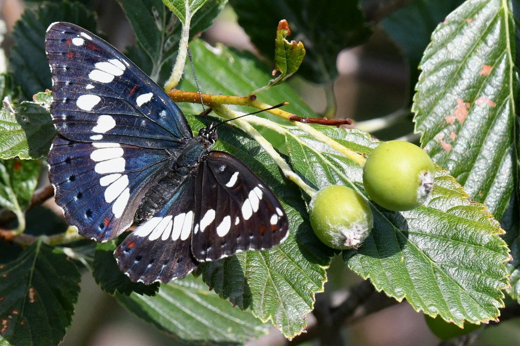 DSC_0357.JPG