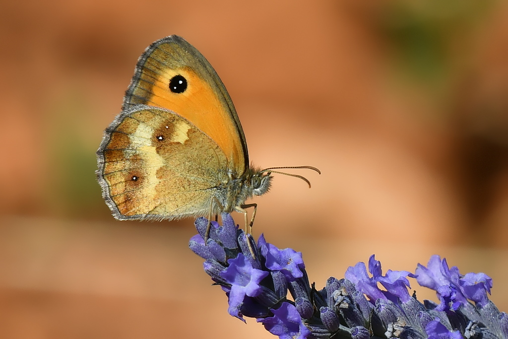 DSC_9895.JPG