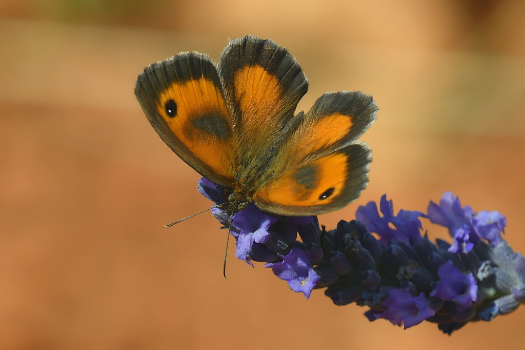 DSC_9901.JPG