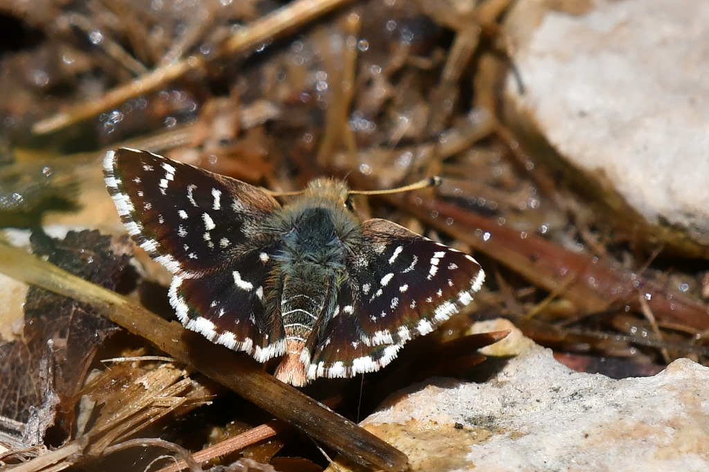 DSC_0505.JPG