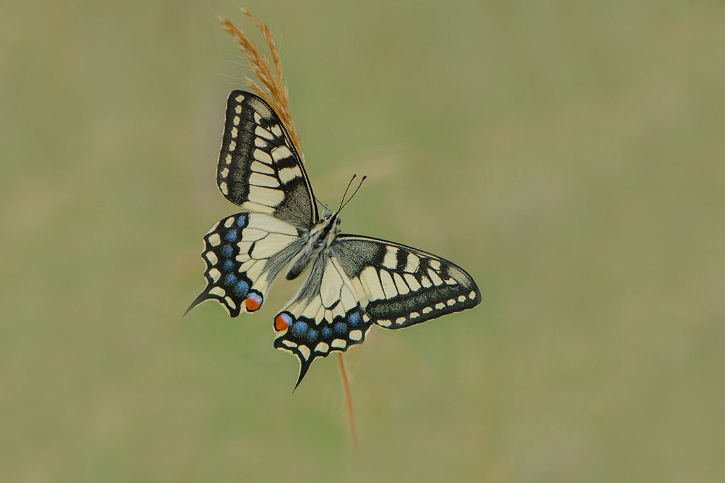 109-Machaon.jpg
