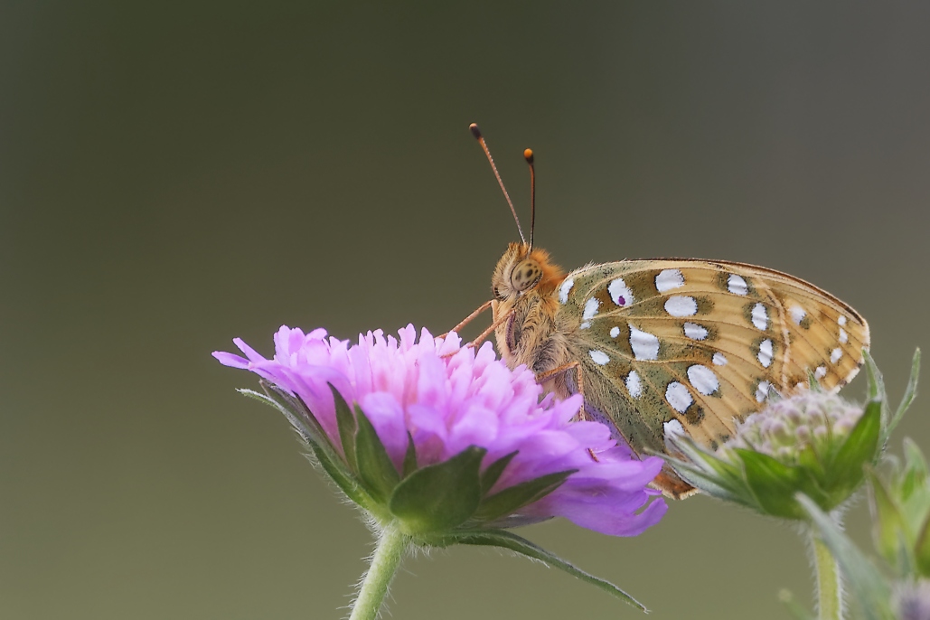 DSC_5906_DxO.jpg