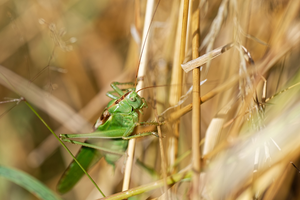 DSC_0799_DxO.jpg