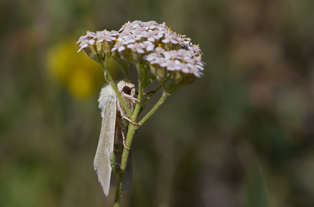 _MGL8072.la-verdoyante.jpg