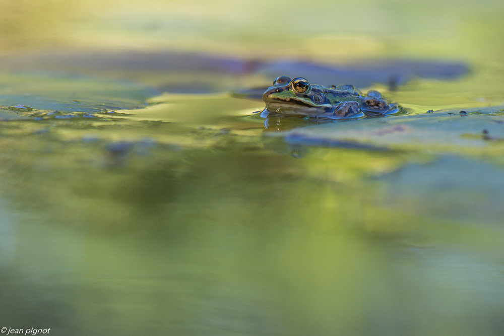grenouille 07 2020-7346.jpg