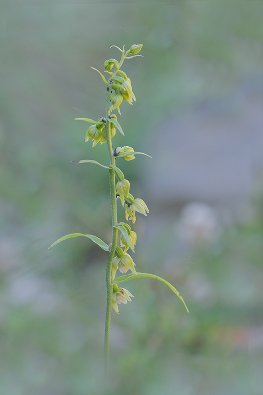 110-Epipactis muelleri.jpg