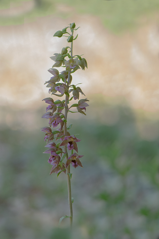 113-Epipactis helleborine.jpg