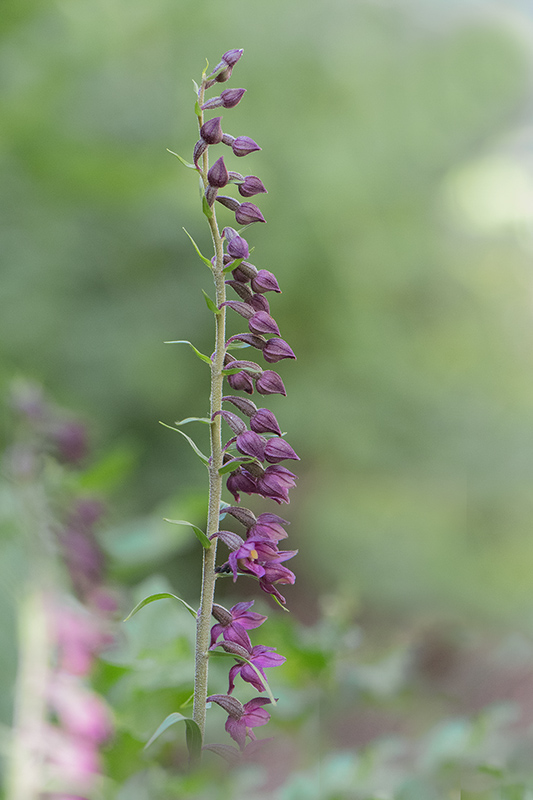 114-Epipactis atrorubens.jpg