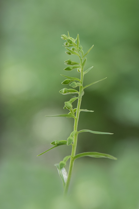115-Epipactis fageticola.jpg