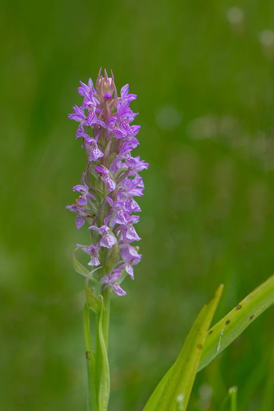 117-Dactylothiza incarnata.jpg
