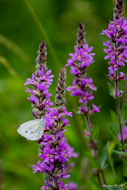 Piéride du navet (Pieris napi)-55.jpg