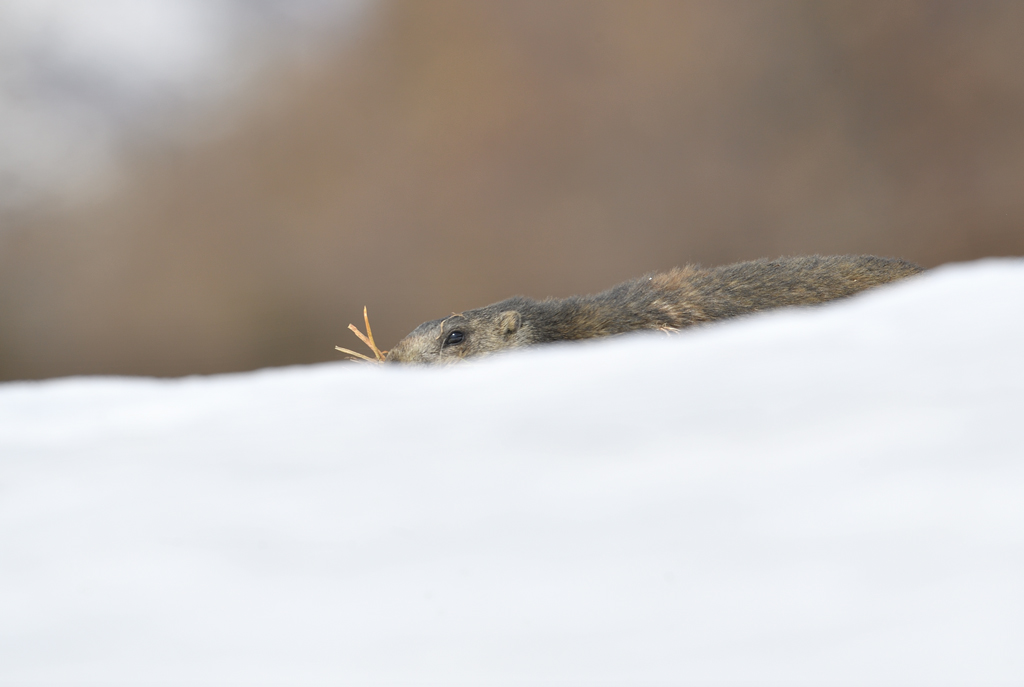 -DS5_4685.jpg