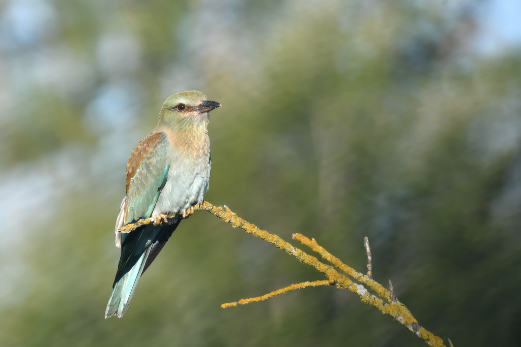 DSC_0681.JPG