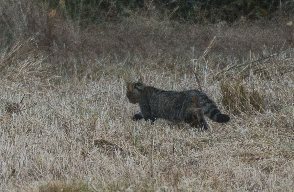 Chat sauvage......ou pas-3.jpg