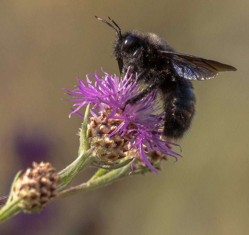 9- Abeille charpentière.jpg