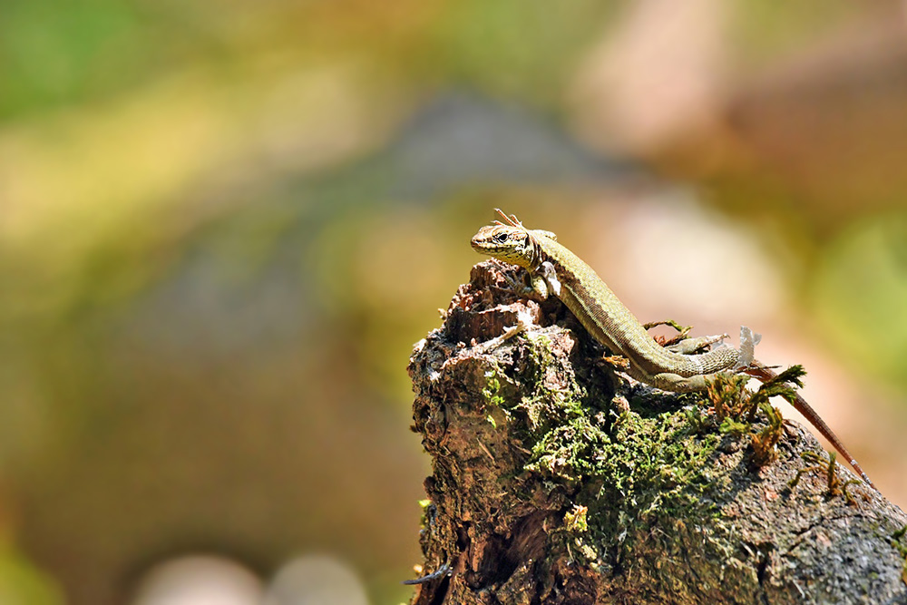 lezard.jpg