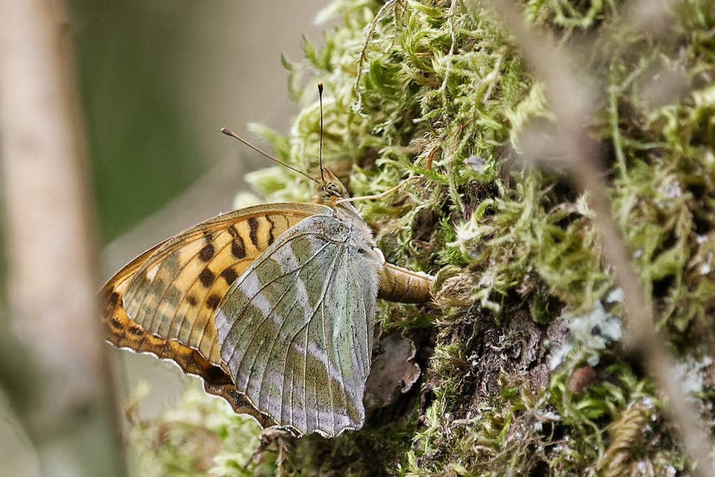 DSC_6695_DxO.jpg