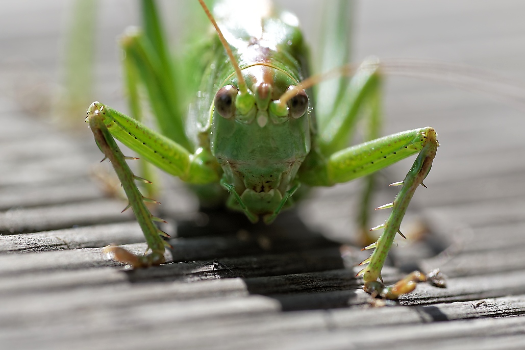 DSC_1799_DxO.jpg