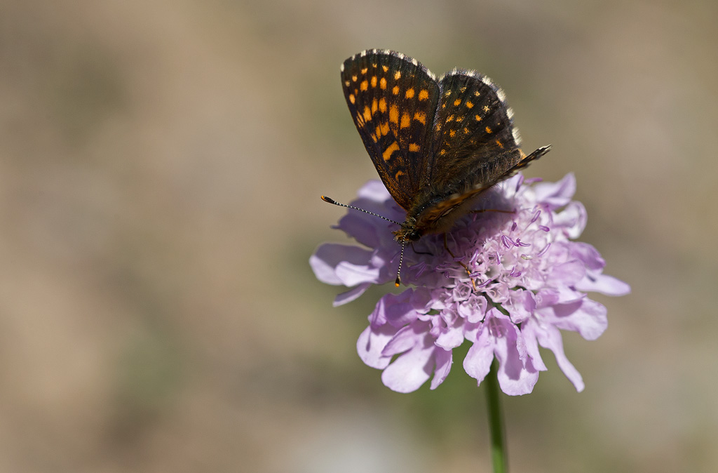 _MGL9394.M-alpine.jpg