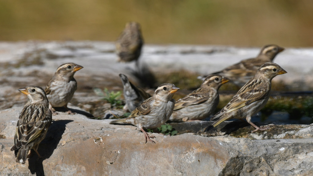 DSC_0874.JPG