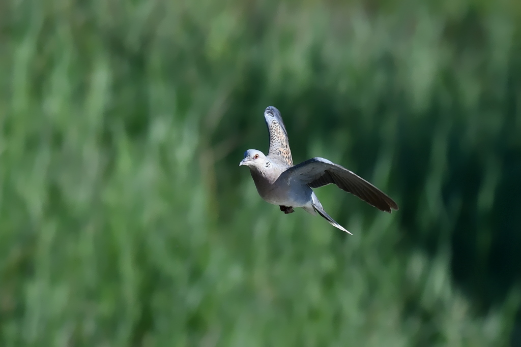 DSC_2476.JPG