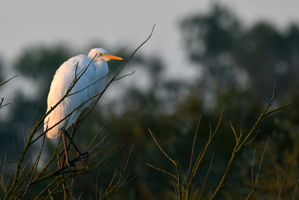 DSC_1746.JPG