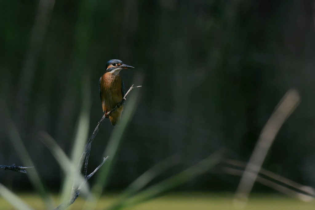 DSC_1730.JPG