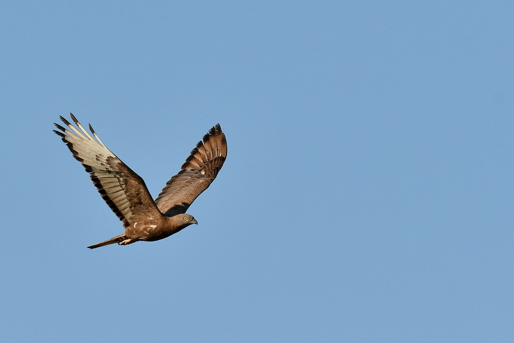 DSC_1712.JPG