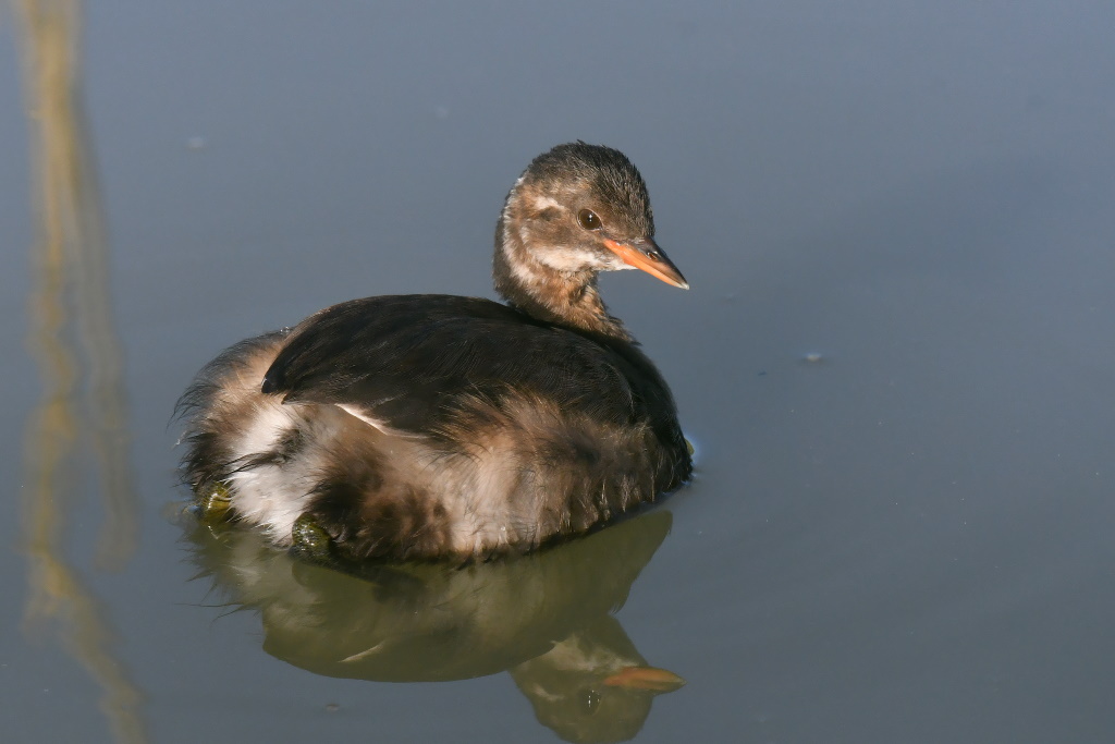 DSC_2271.JPG