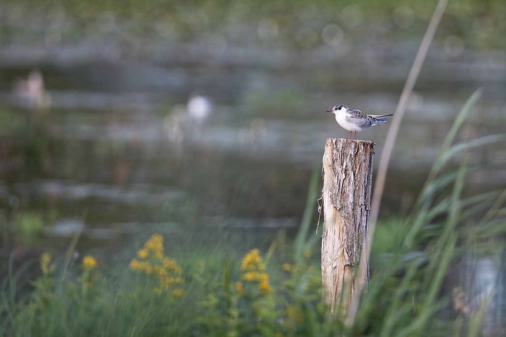 DSC_0916_DxO.jpg