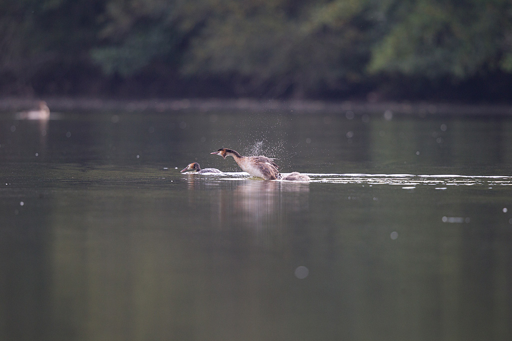 IMG_6430 raw.jpg