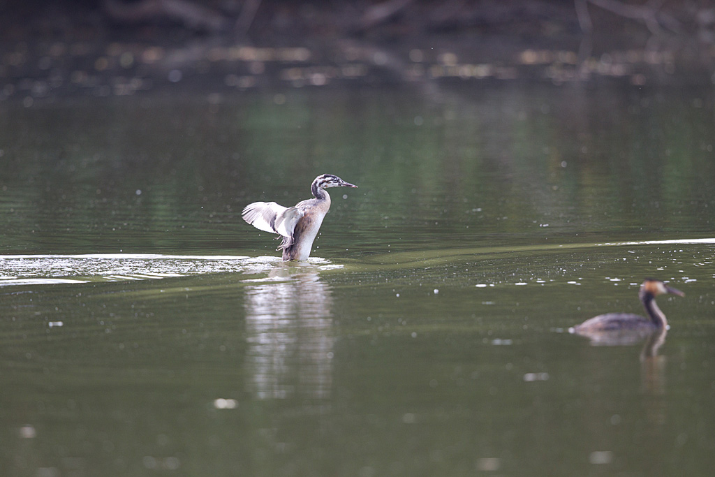 IMG_6441 raw.jpg