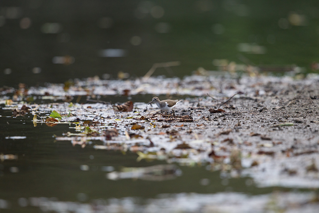 IMG_6477 raw.jpg
