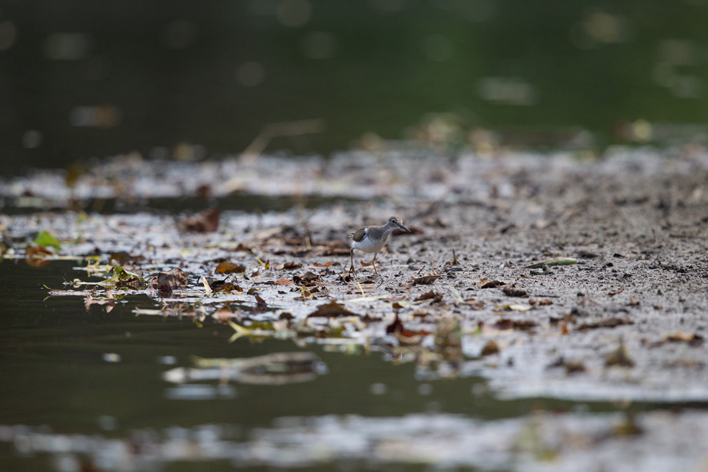 IMG_6478 raw.jpg