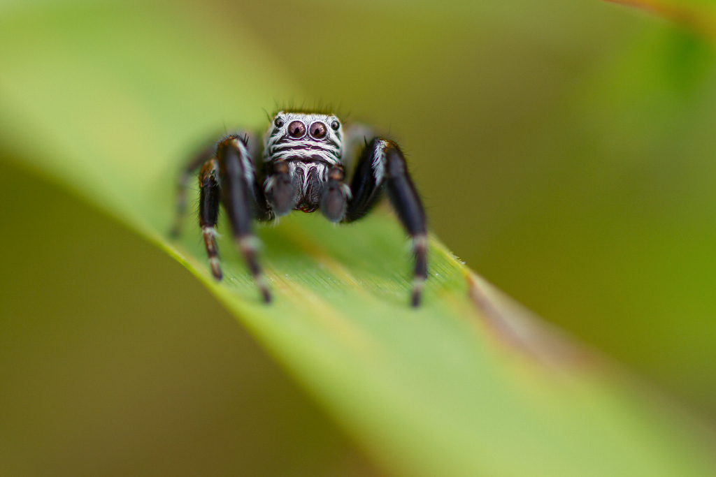 salticidae sp.jpg
