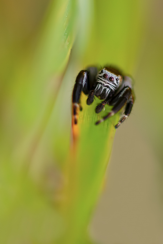 salticidae 2.jpg