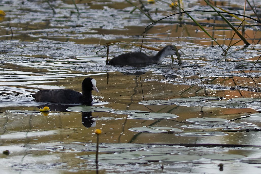DSC_6278_DxO.jpg