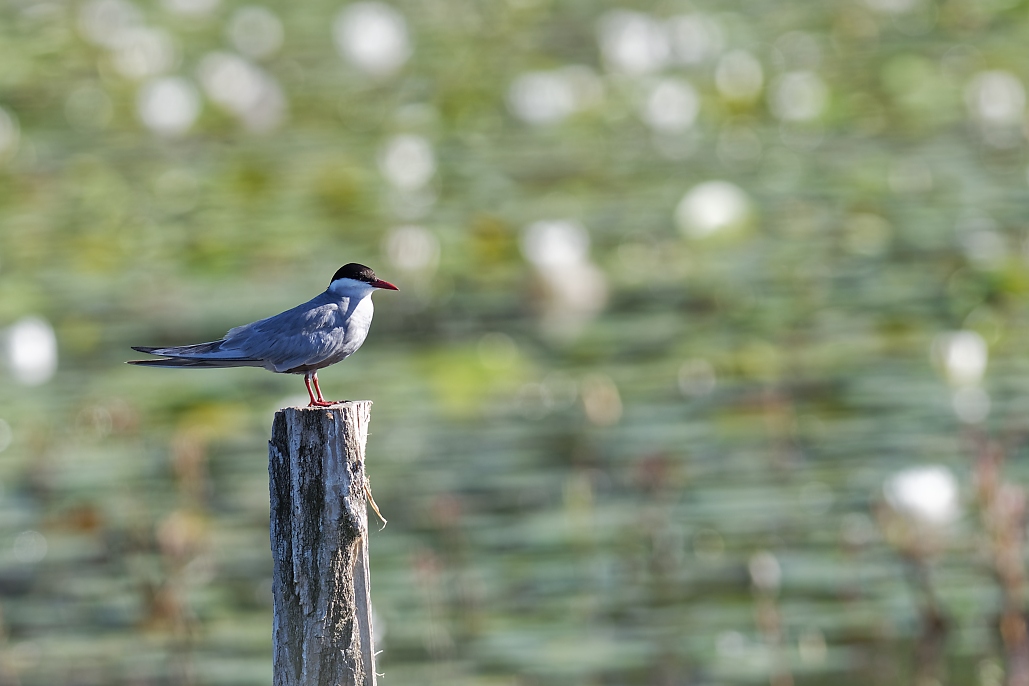 DSC_6387_DxO.jpg
